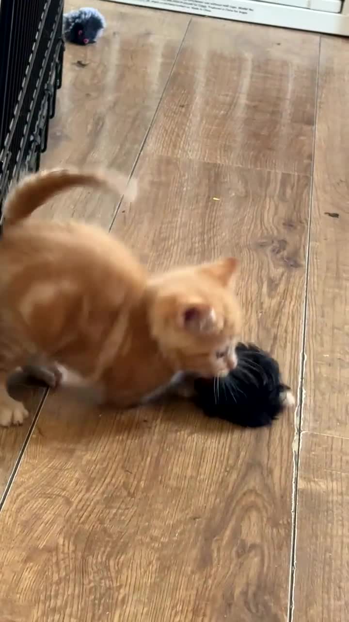 Domestic Shorthair cats for sale: 2 beautiful ginger baby’s  - Video 1