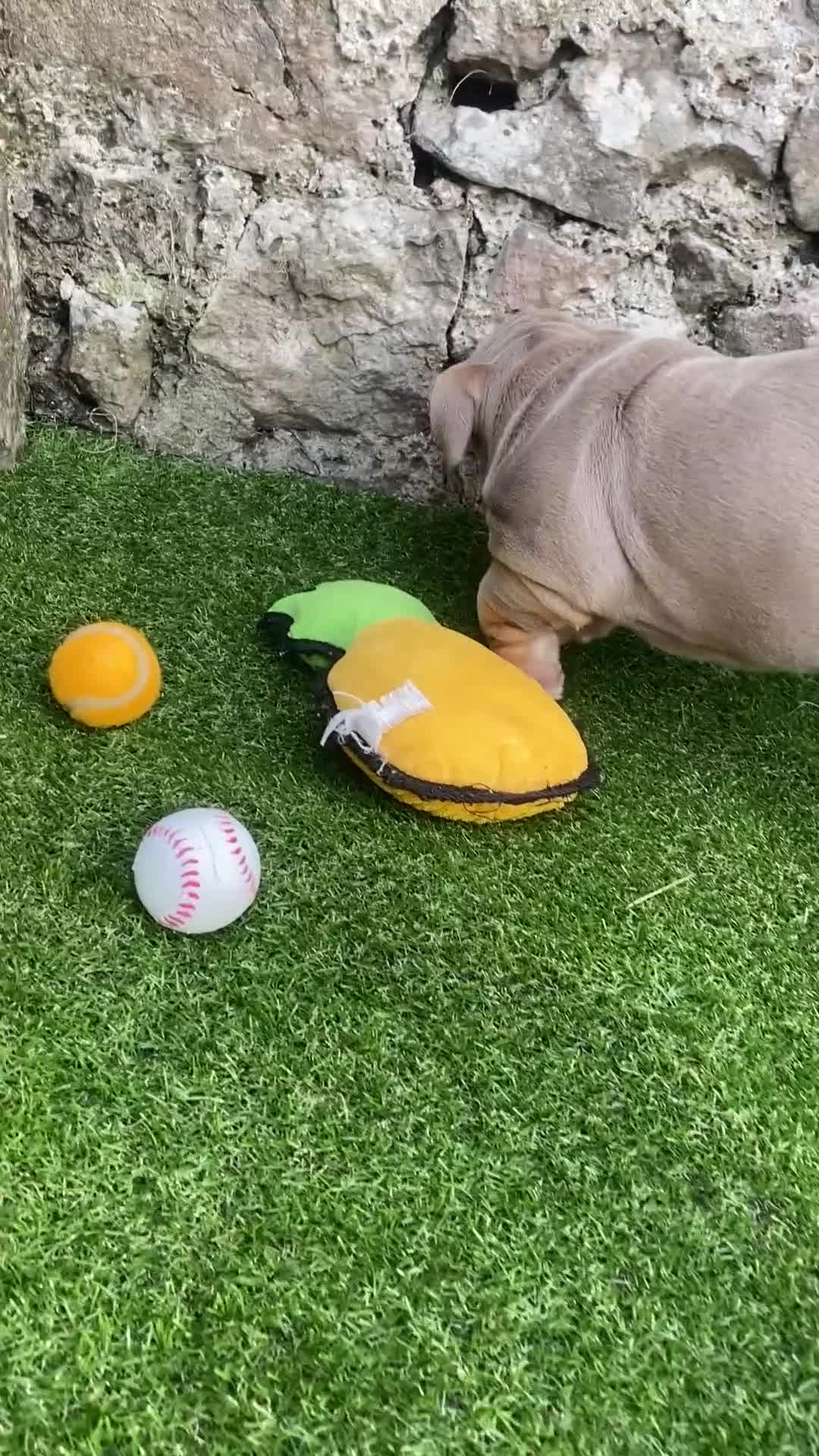 English Bulldog dogs for sale: Our last girl reduced KC reg English bulldog puppy - Video 1