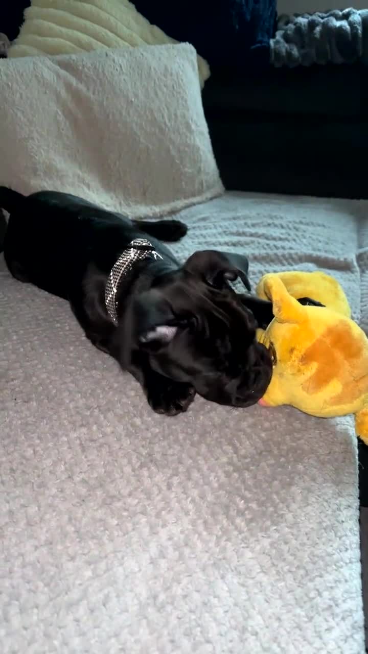 Mixed Breed dogs for sale: Boy available  - Video 1