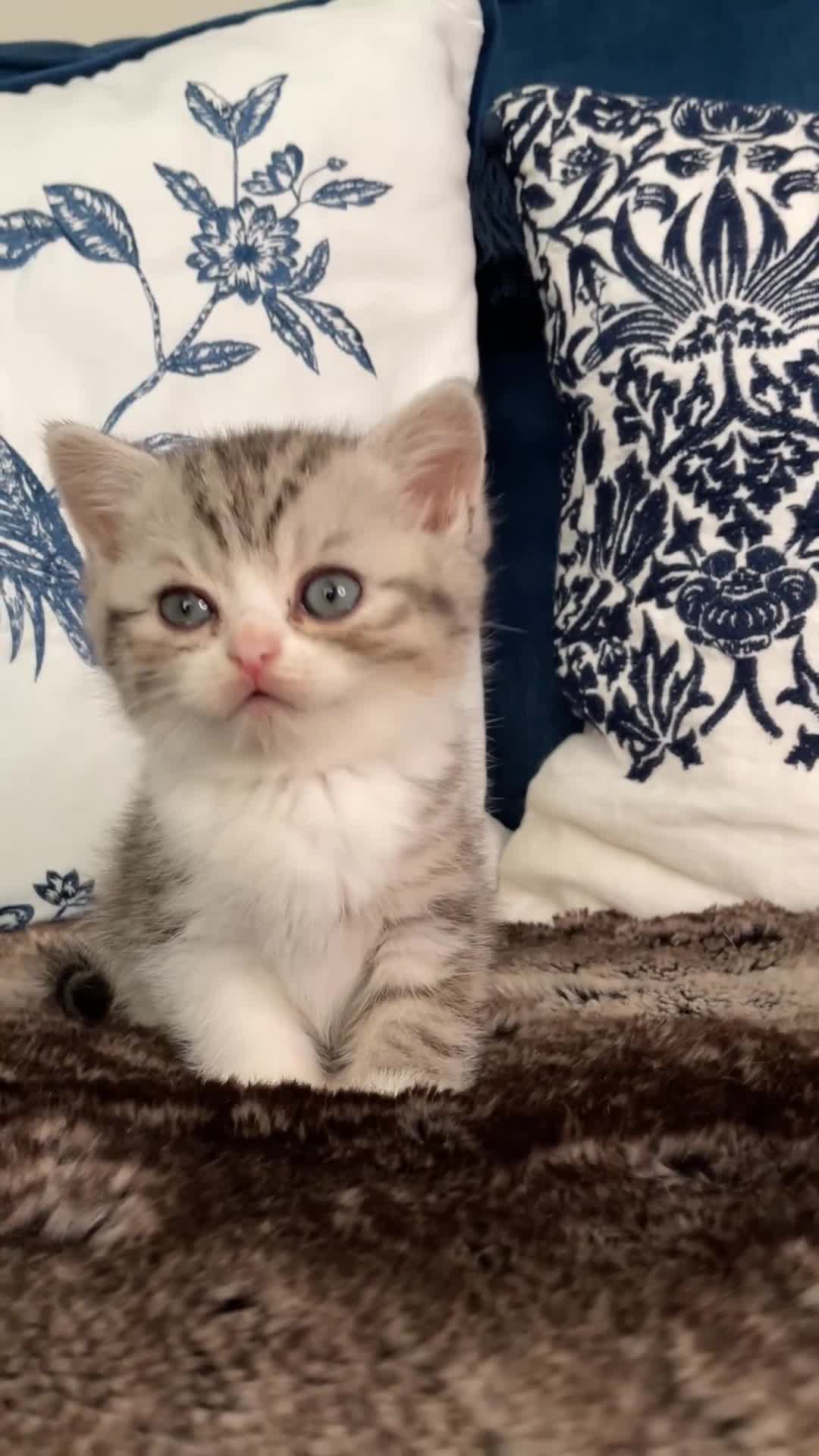 British Shorthair cats for sale: Beautiful British shorthair kittens - Video 1