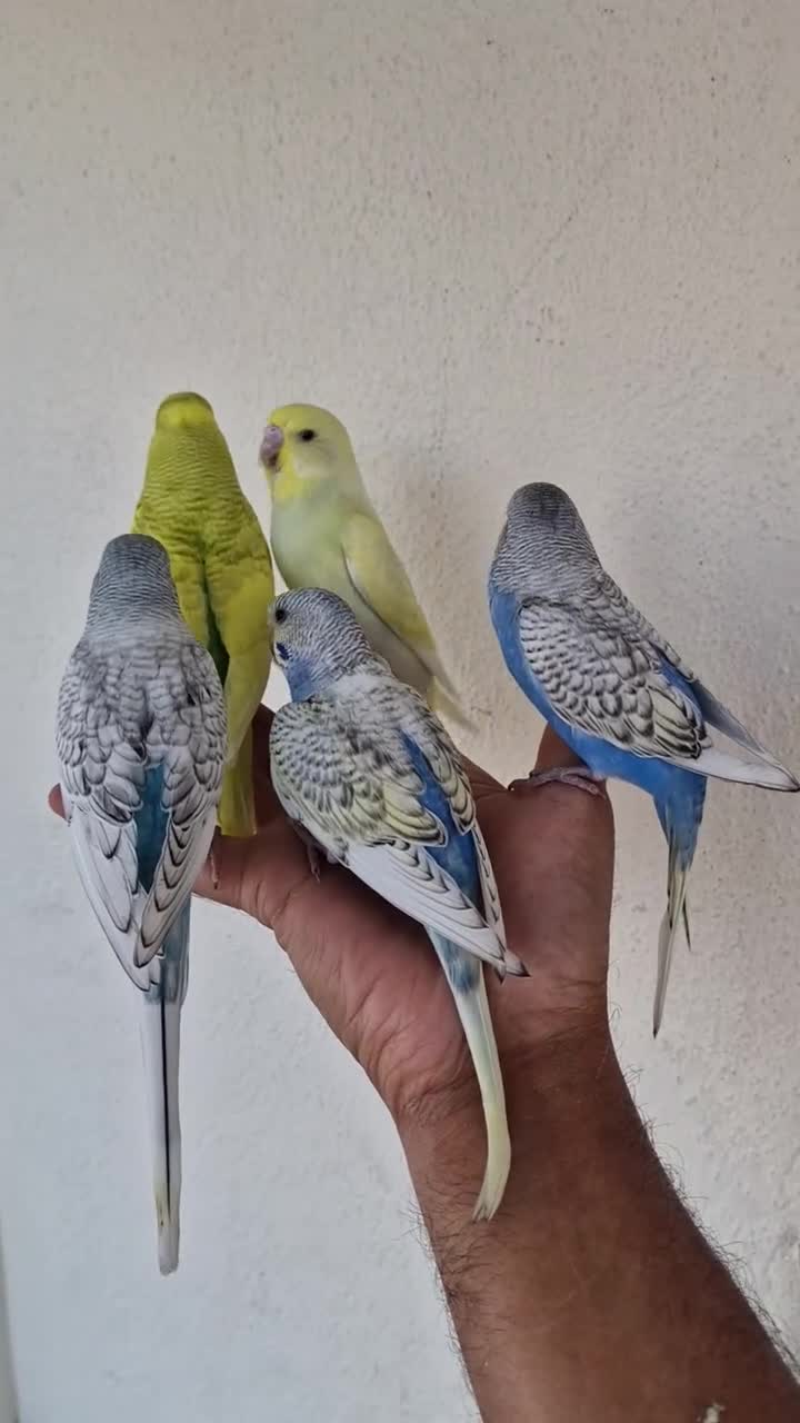 Budgerigars birds for sale: Super hand tamed baby budgies  - Video 1