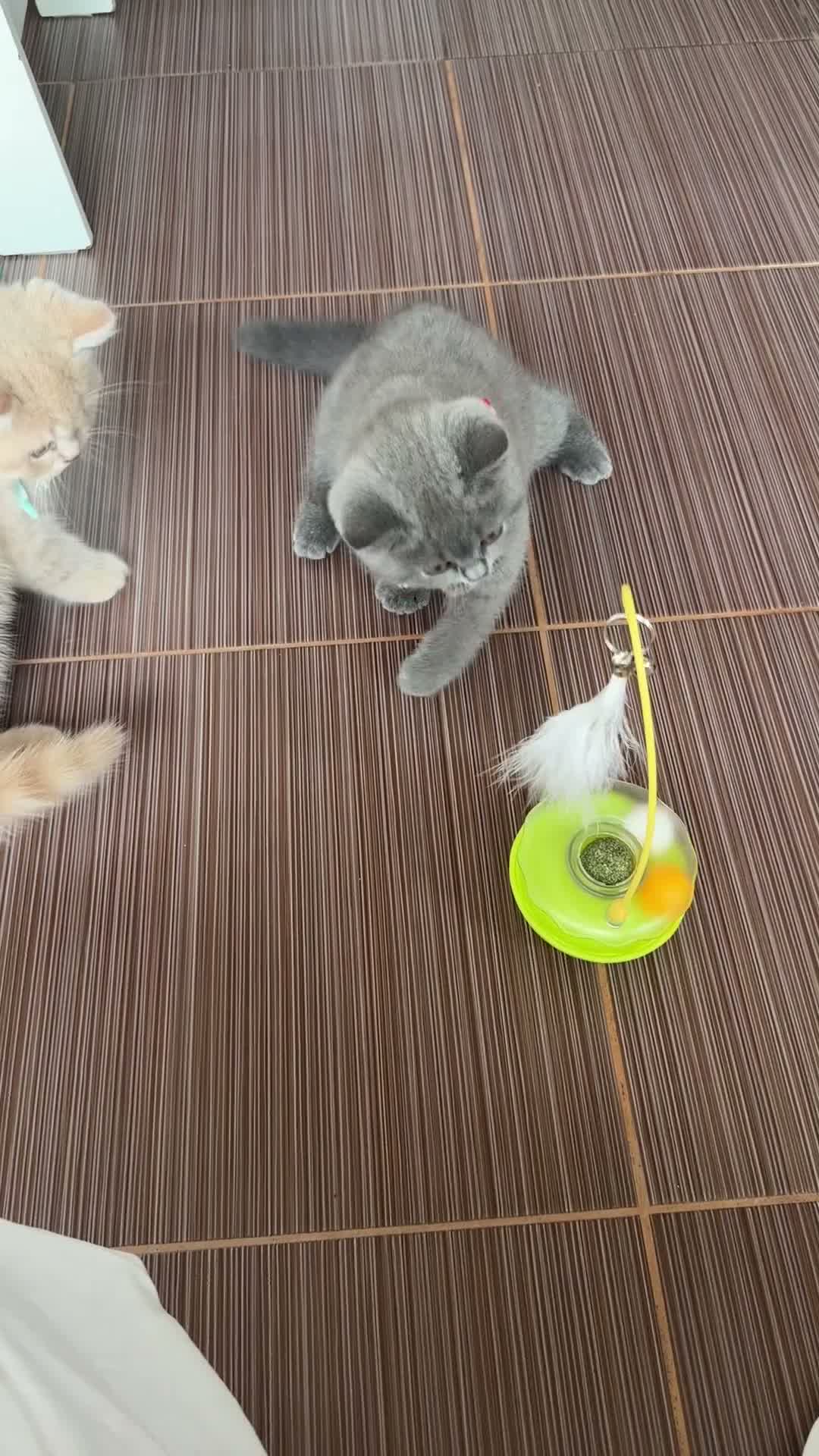 Scottish Fold cats for sale: Last female Scottish fold kittens 🐾 - Video 2