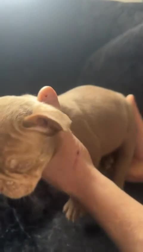 French Bulldog dogs for sale: Adorable French Bulldog Puppies - Video 1