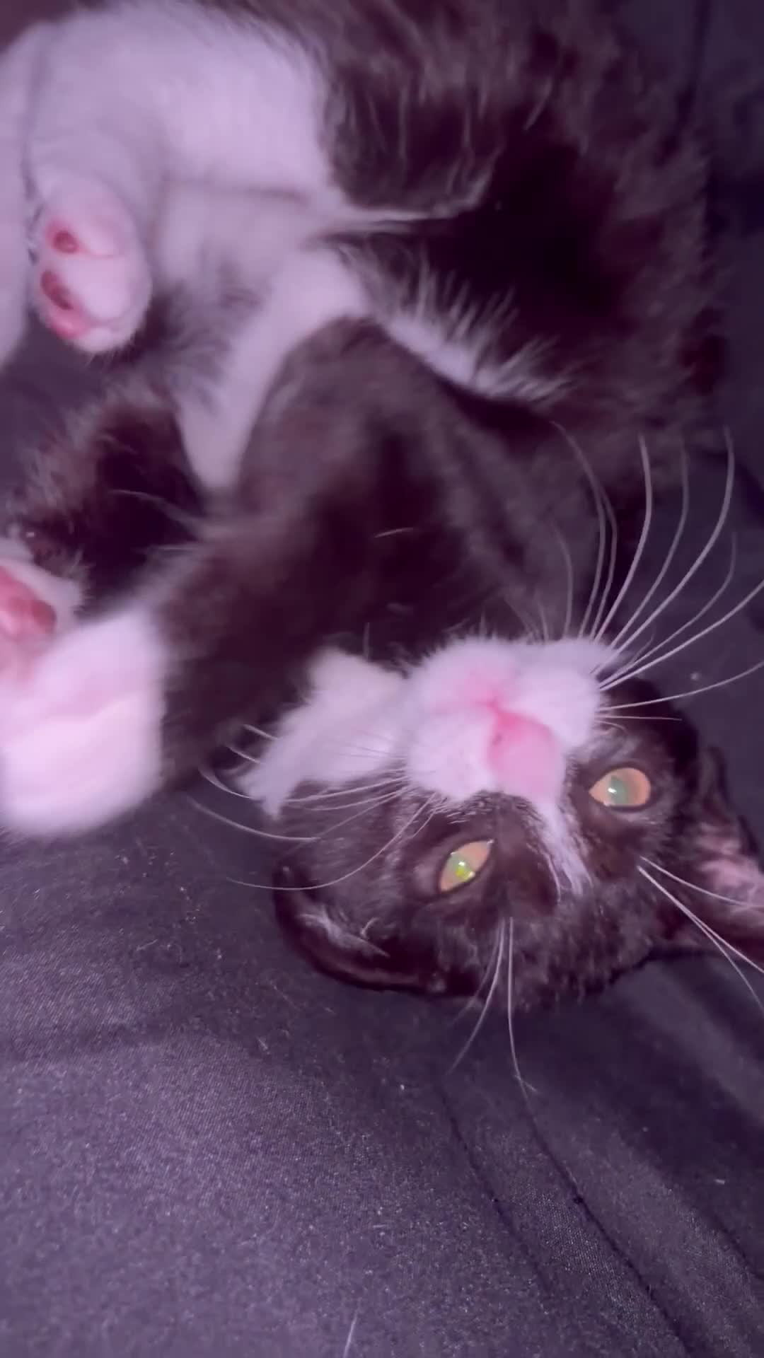 Mixed Breed cats for sale: kitten in Leeds - Video 1