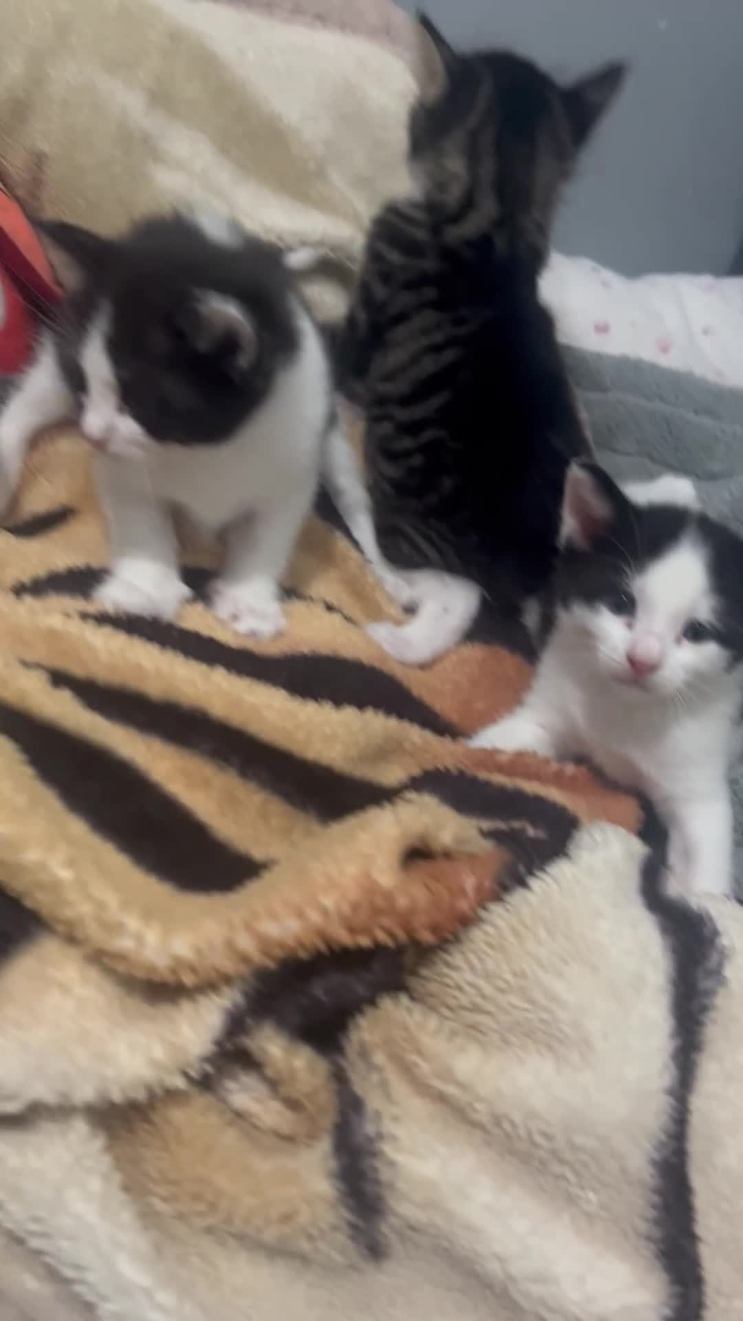 Mixed Breed cats for sale: 5 beautiful kittens ready to go - Video 1