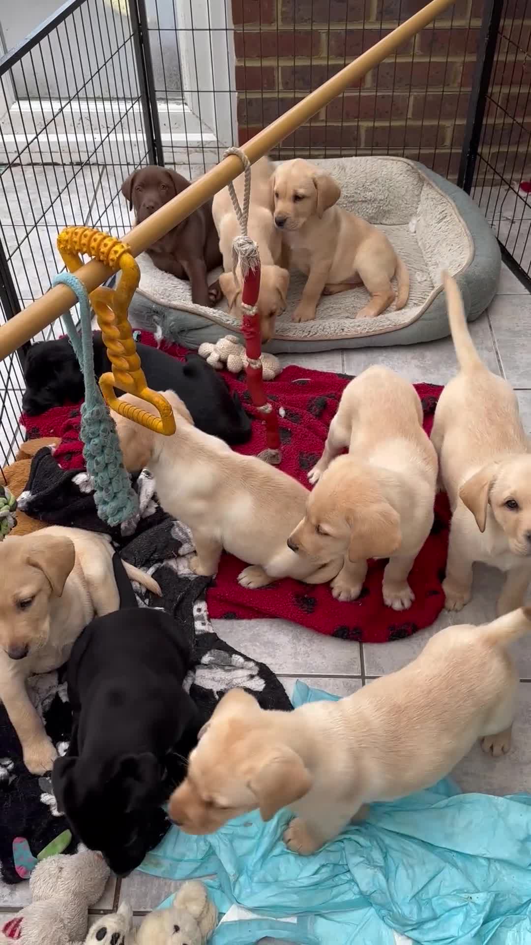 Labrador Retriever dogs for sale: Labrador puppies - Video 1