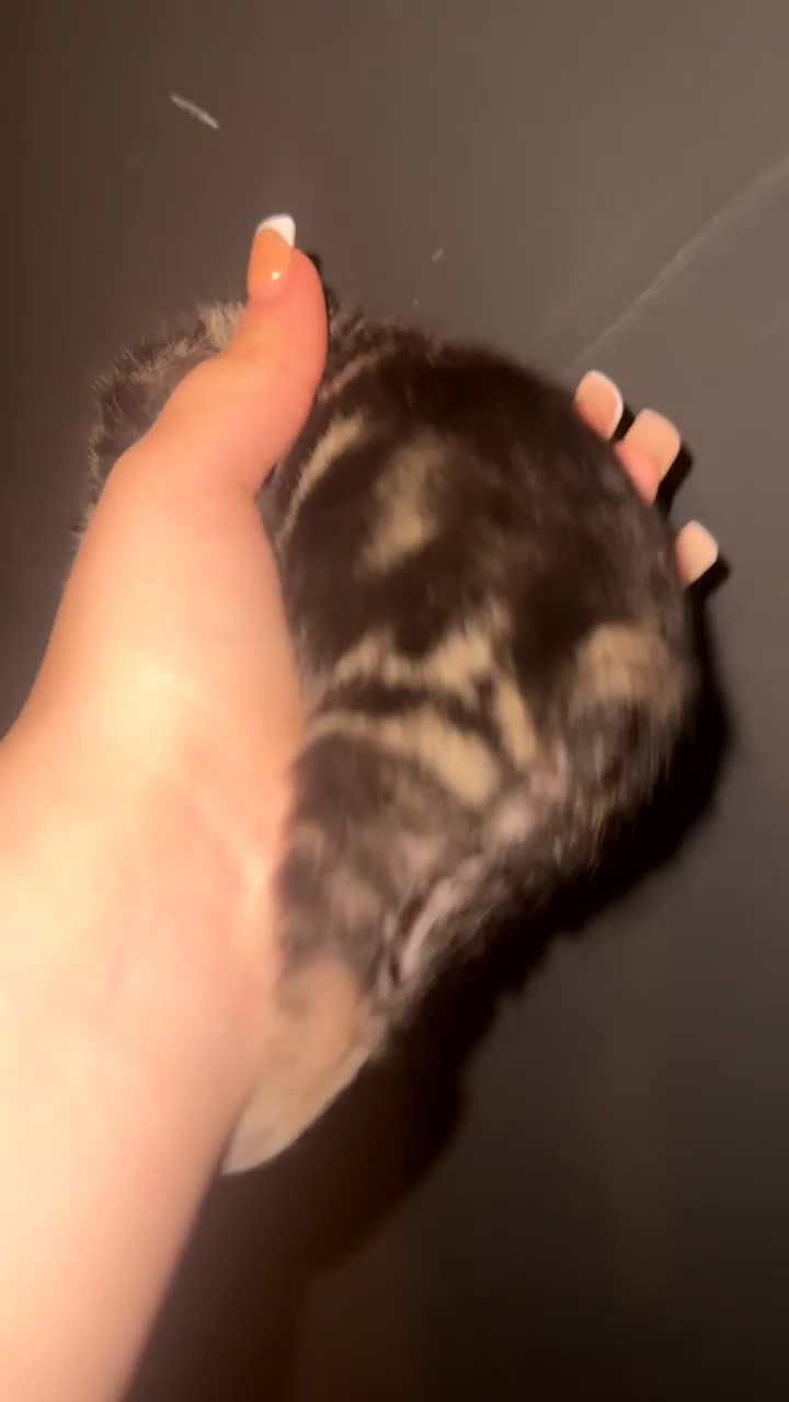 Pixie Bob cats for sale: 3 pixie bobs mixed  in Sheffield - Video 2