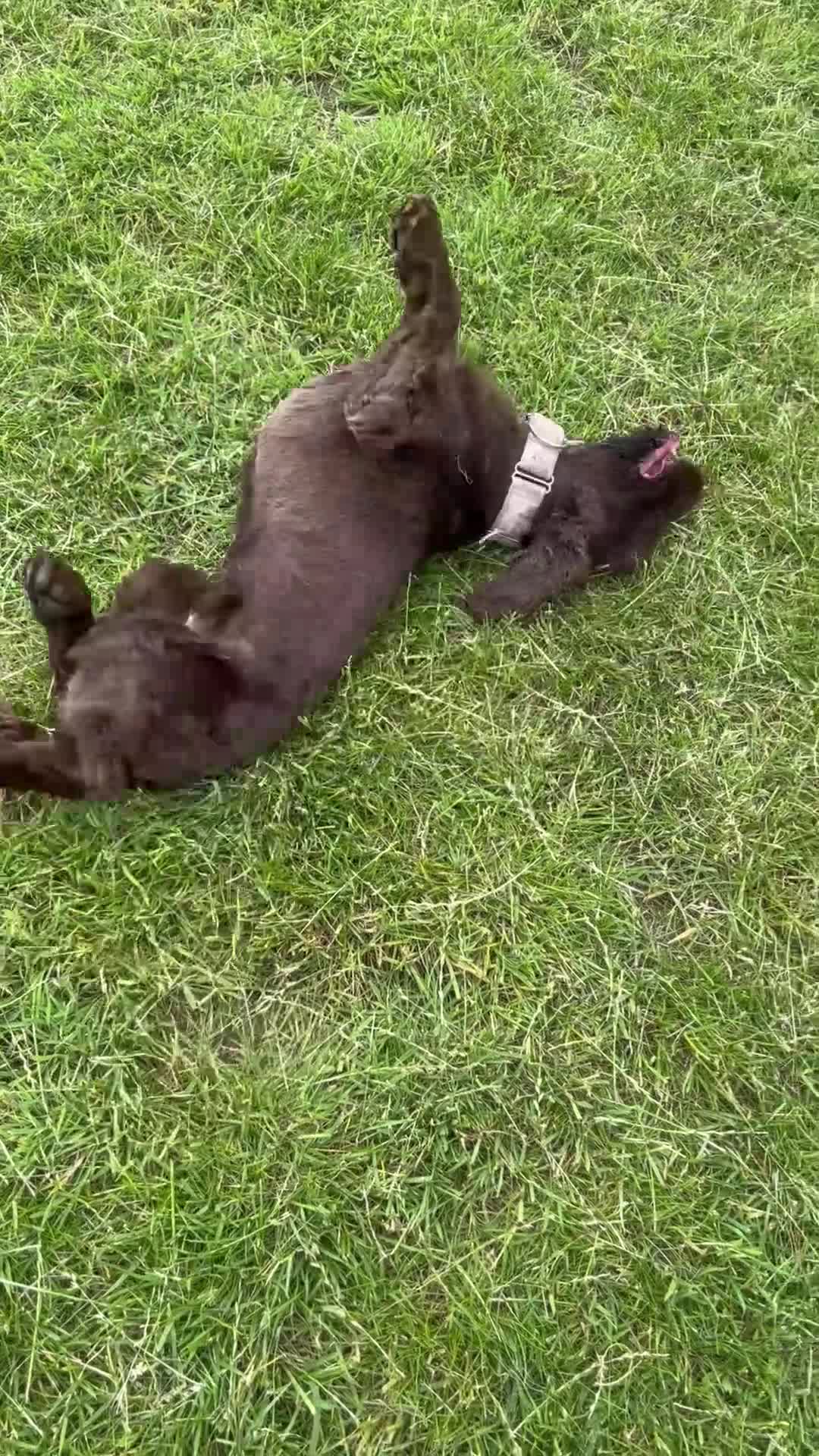 Cocker Spaniel dogs for sale: 2 year old KC cocker spaniel  in Wrexham - Video 2