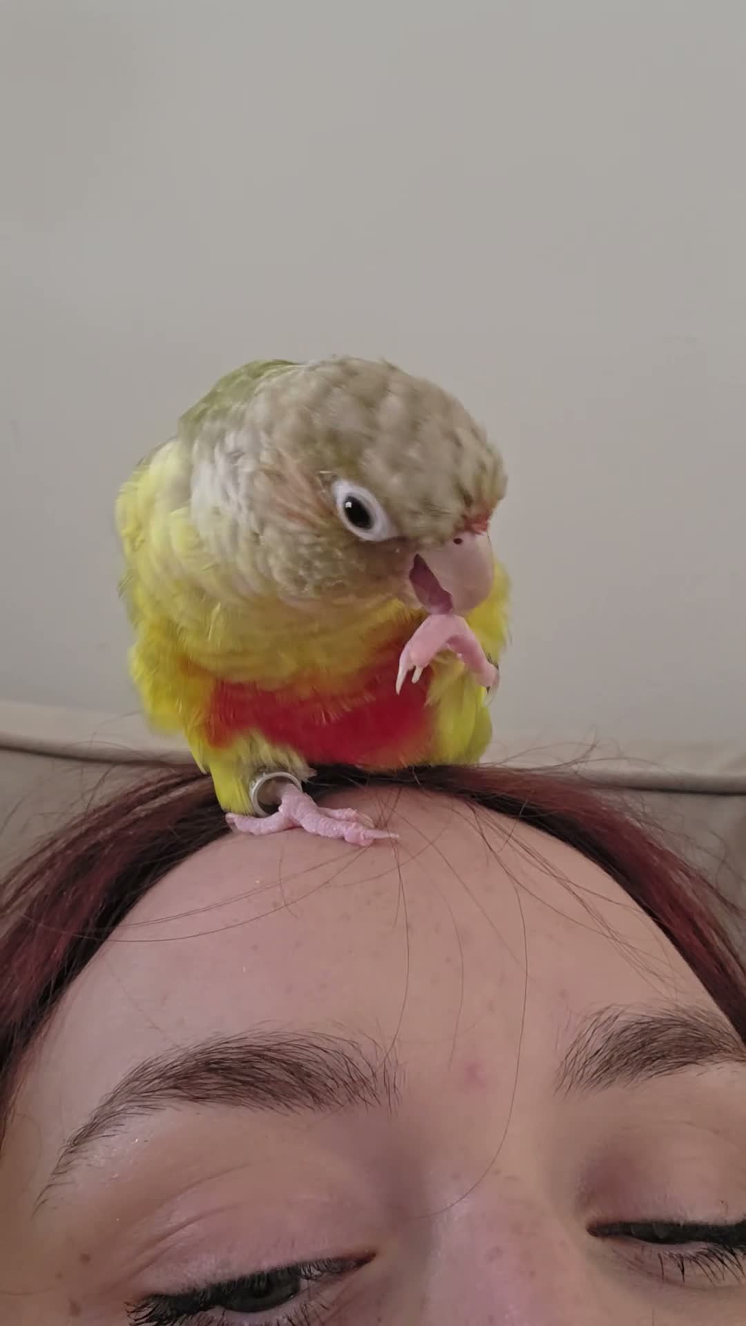 Conures birds for sale: Pineapple Green Cheek Conure in Coventry - Video 1