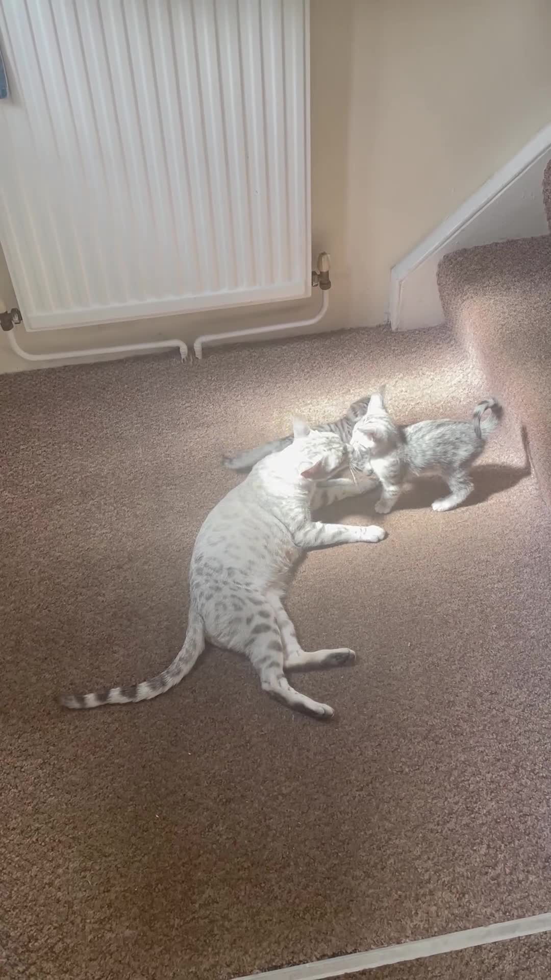 Mixed Breed cats for sale: Bengal x - Video 1