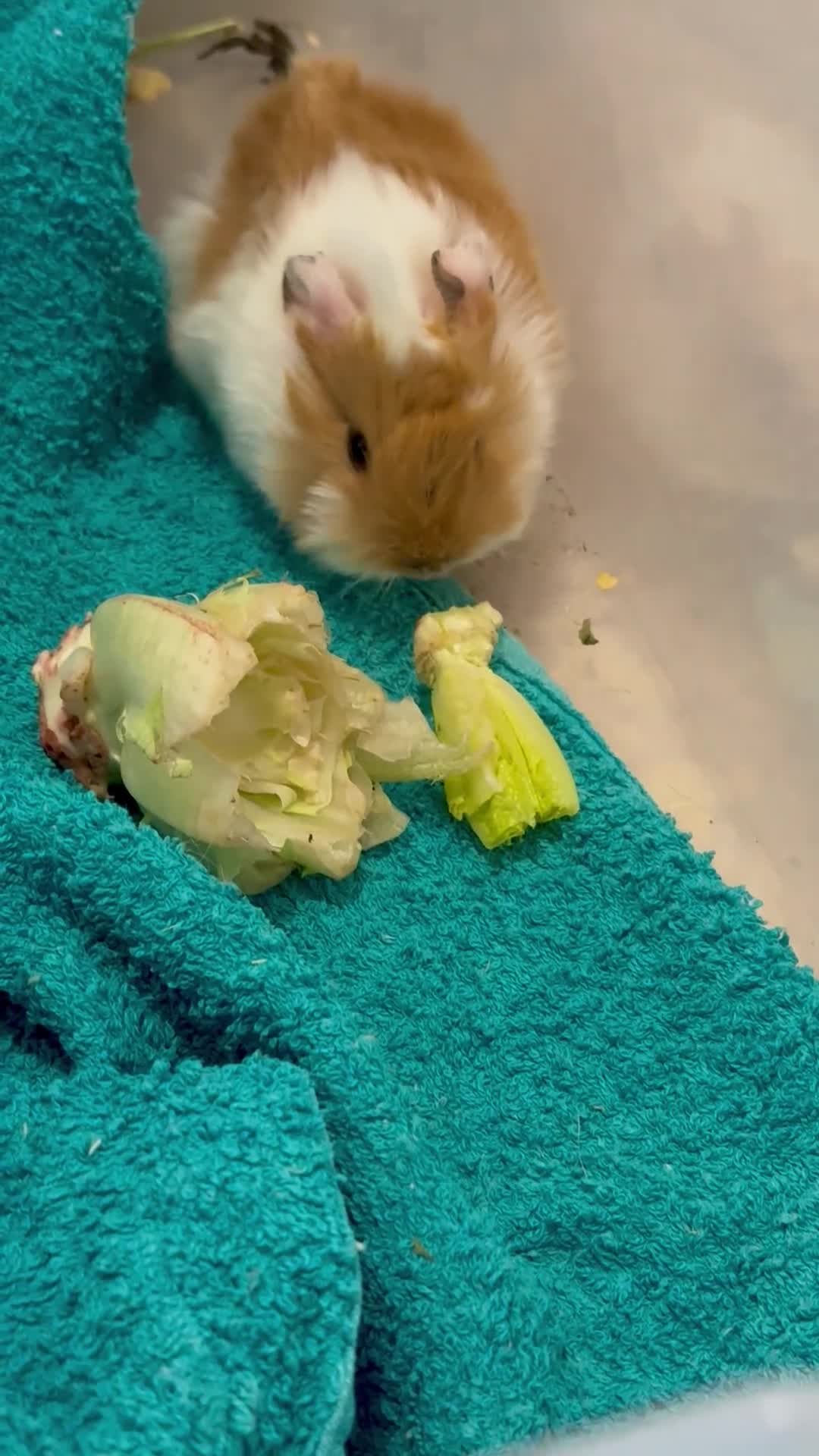 Guinea Pig rodents for sale: Pure Bred Peruvian Cream Boars in Bristol - Video 3