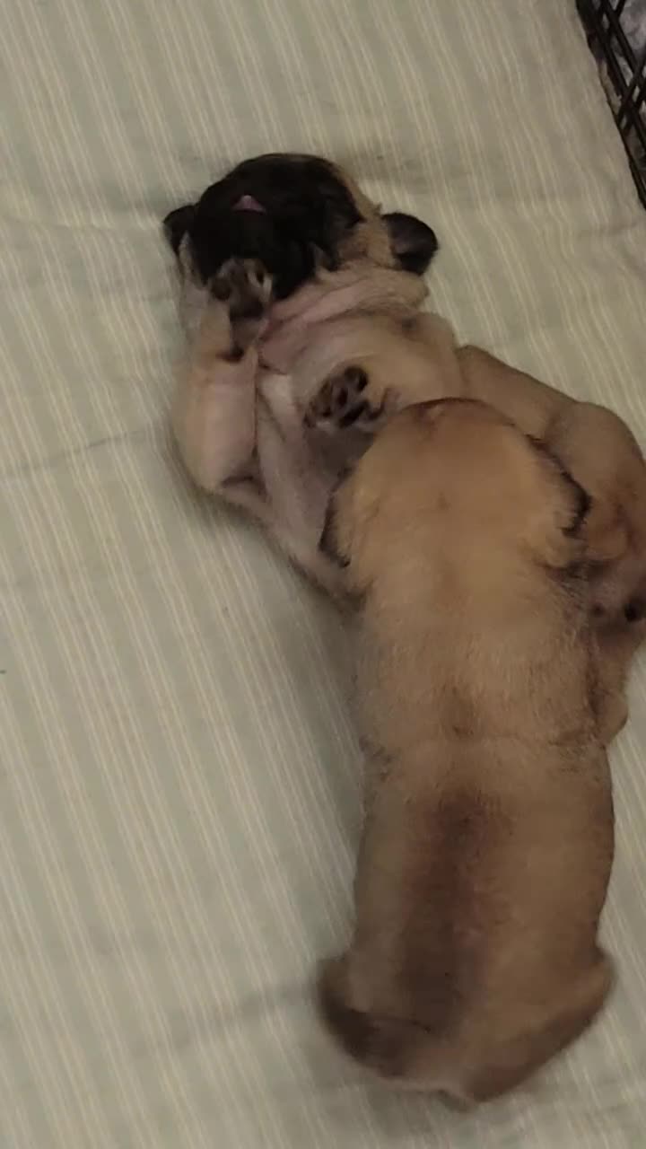 Pug dogs for sale: Grumpy & Happy 🐾 Two Fawn Male Pug Puppies - Video 1