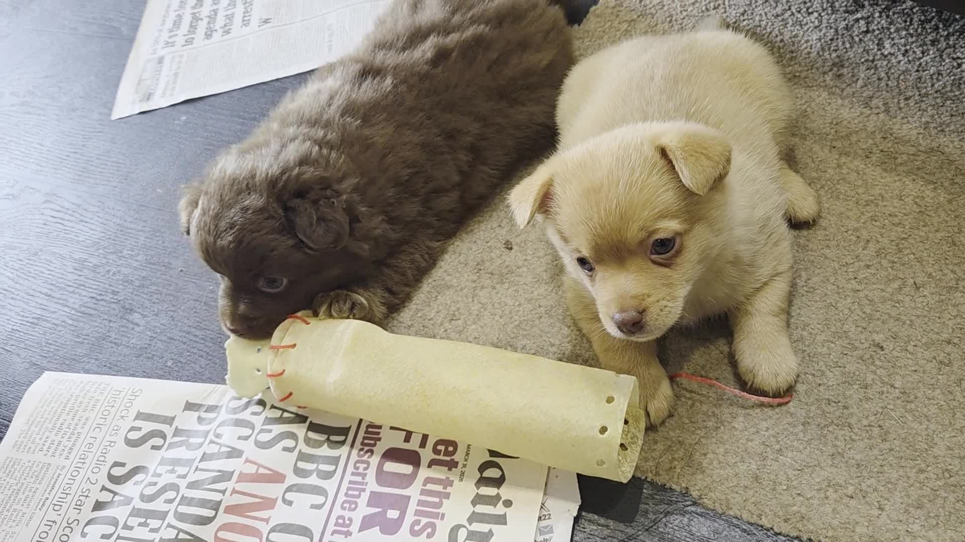 Mixed Breed dogs for sale: Pomeranian x puppies  - Video 2