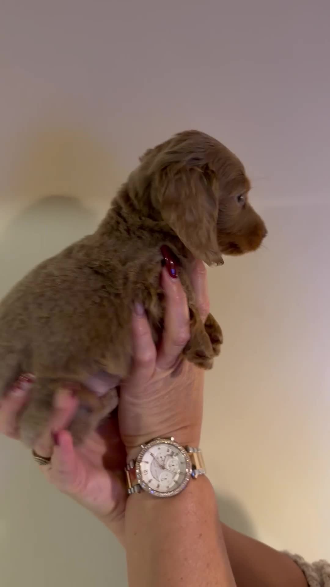 Miniature Dachshund dogs for sale: Stunning Miniature Dachshund kc reg READY NOW 🎄🎄 - Video 4