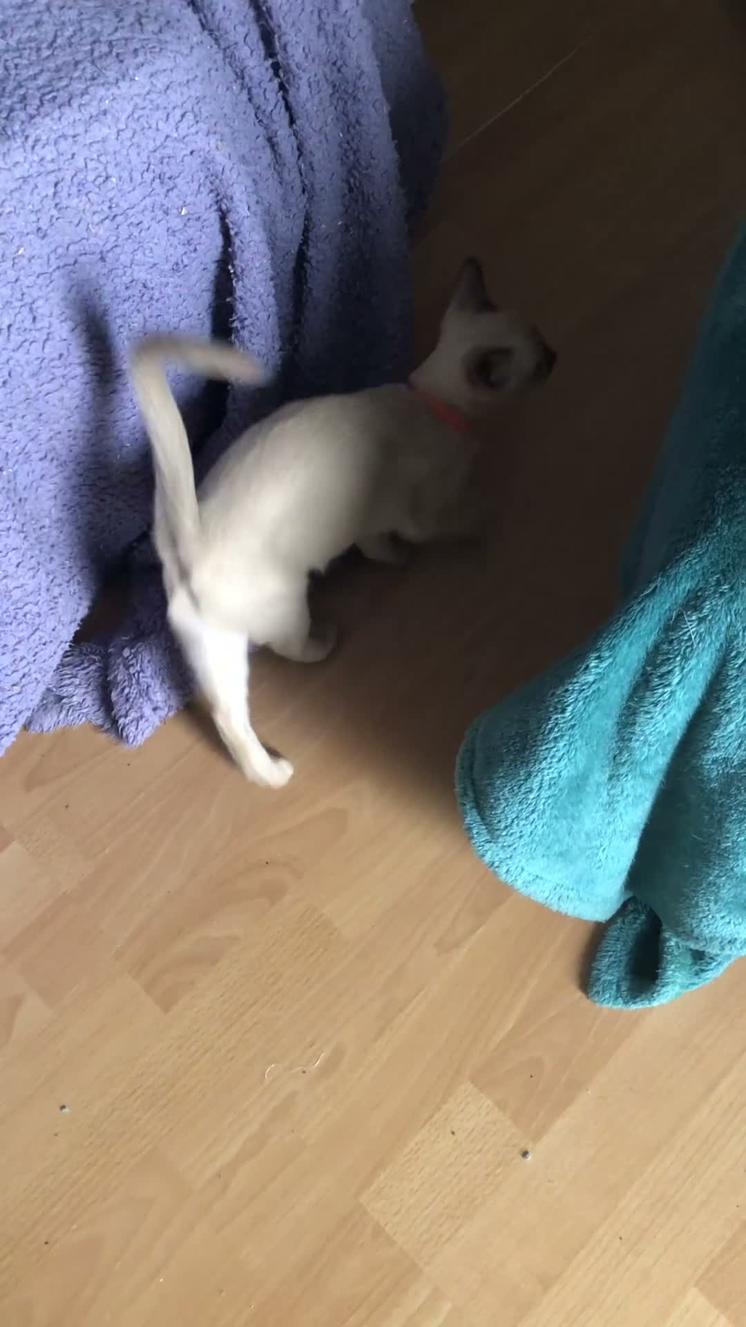 Tonkinese cats for sale: Adorable, Tonkinese kittens.   - Video 1