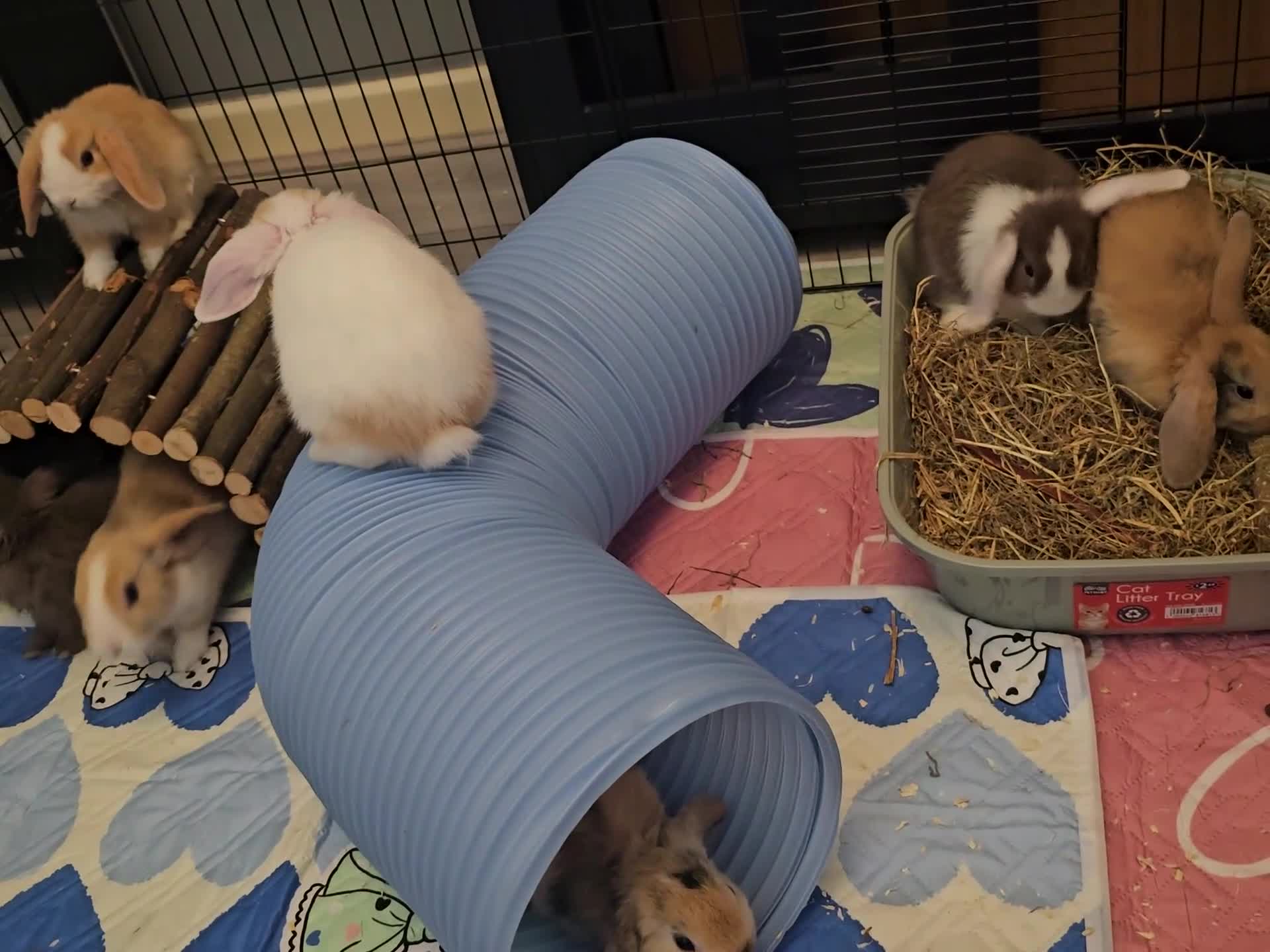 Mixed Breed rabbits for sale: 8 babies bunnies - Video 2