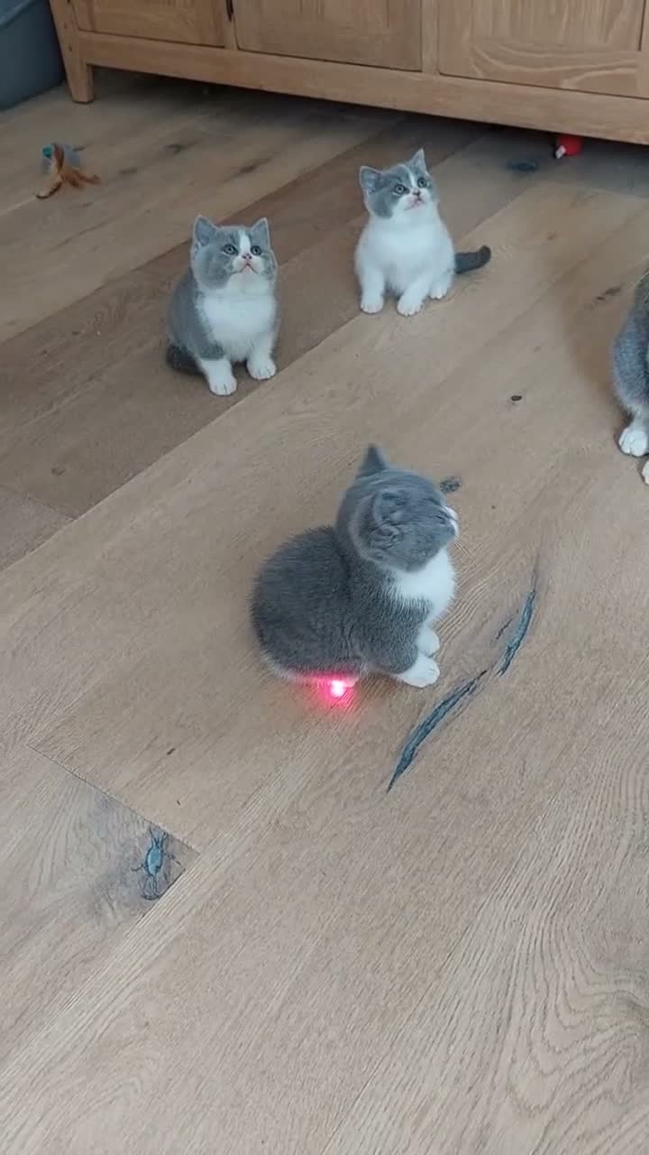 British Shorthair cats for sale: 5 GCCF REGISTERED KITTENS - Video 1