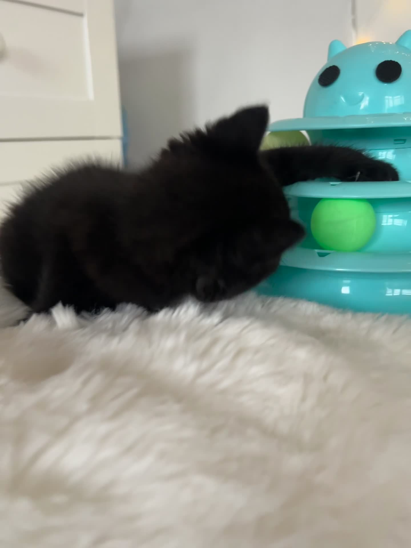 British Shorthair cats for sale: British Short Hair Chocolate Tabby Kitten  - Video 2