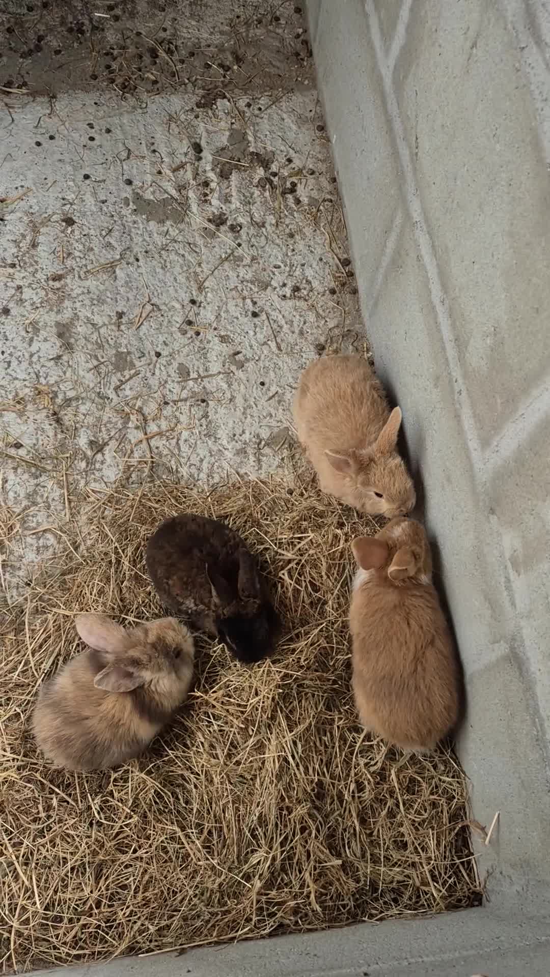 Mini Lop rabbits for sale: Mini Plush Lop Buns ready to reserve  - Video 1