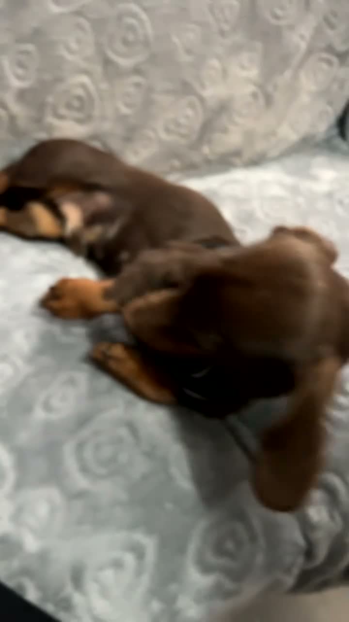 Miniature Dachshund dogs for sale: miniature dachshund  in Enfield - Video 1