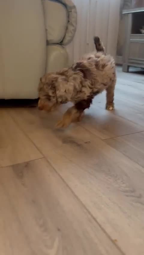 Cockapoo dogs for sale: Ready to go Stunning F1b Merle cockapoos  - Video 1