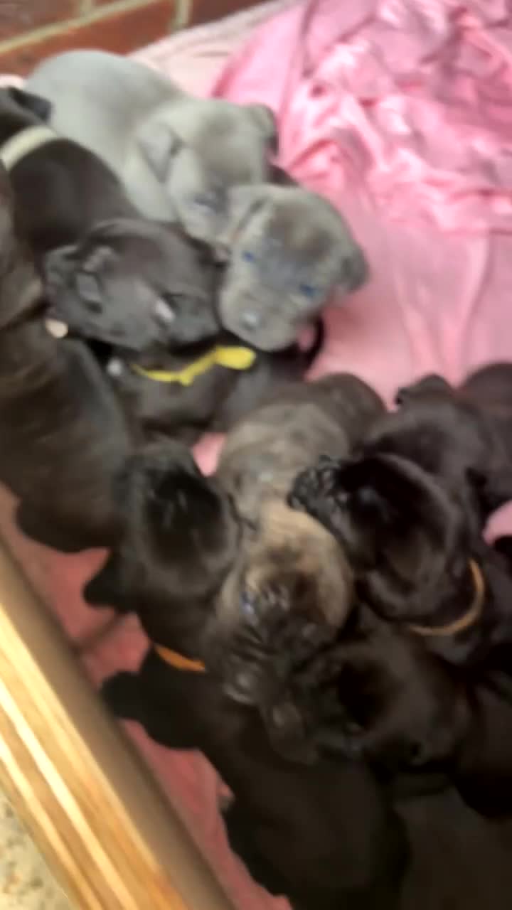 Cane Corso dogs for sale: Cane Corso first litter of puppies !! - Video 3