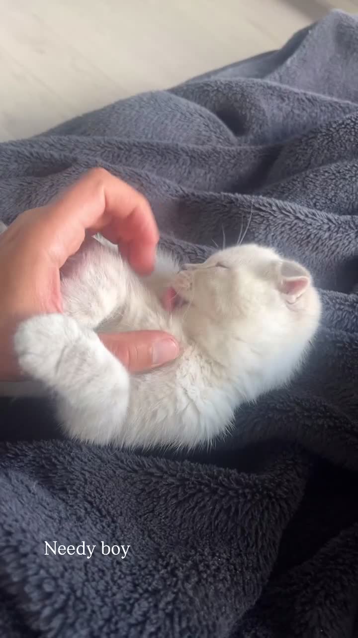 British Shorthair cats for sale: British Shorthair / Scottish fold in Bradford - Video 2