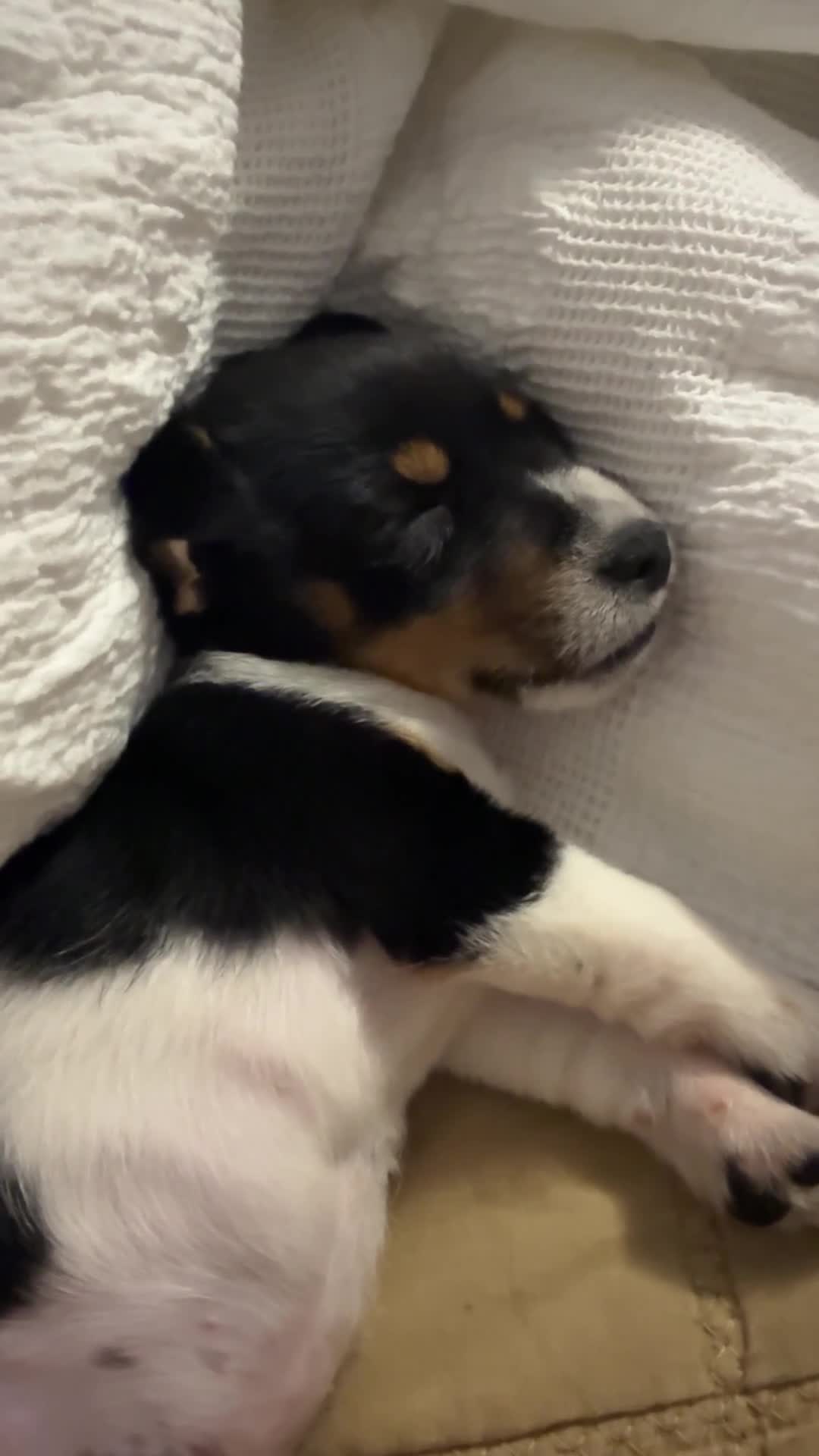 Jack Russell dogs for sale: Jackson the jack Russel  - Video 1