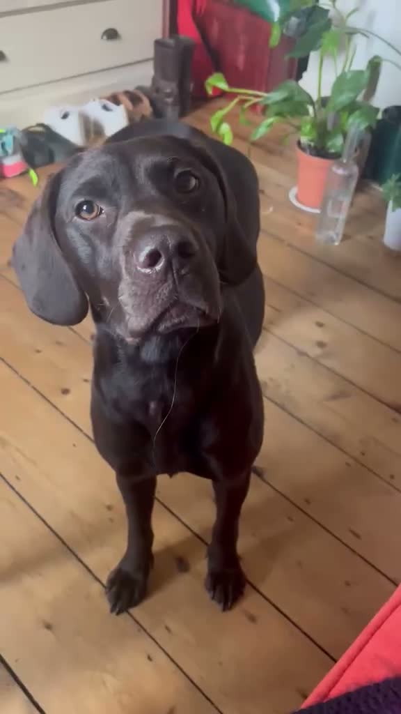 Mixed Breed dogs for sale: A great companion dog - Video 3