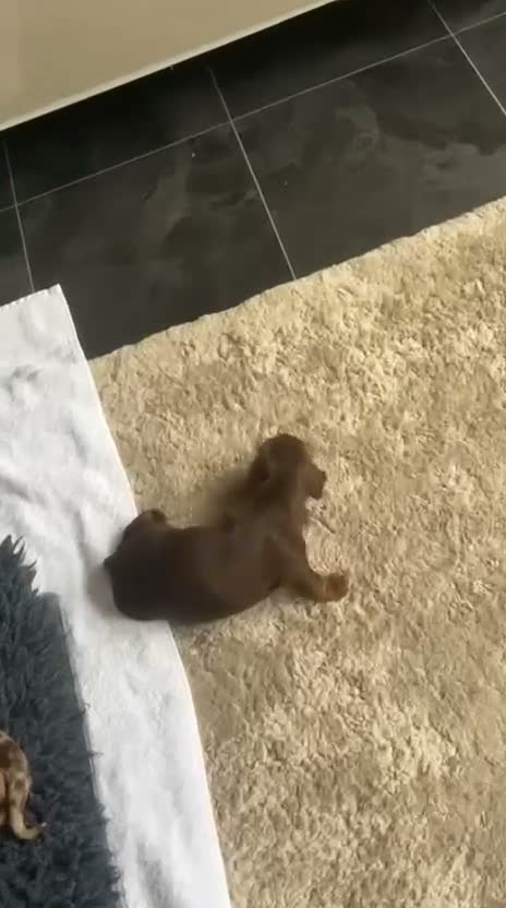 Miniature Dachshund dogs for sale: 5 beautiful mini dashounds  - Video 1