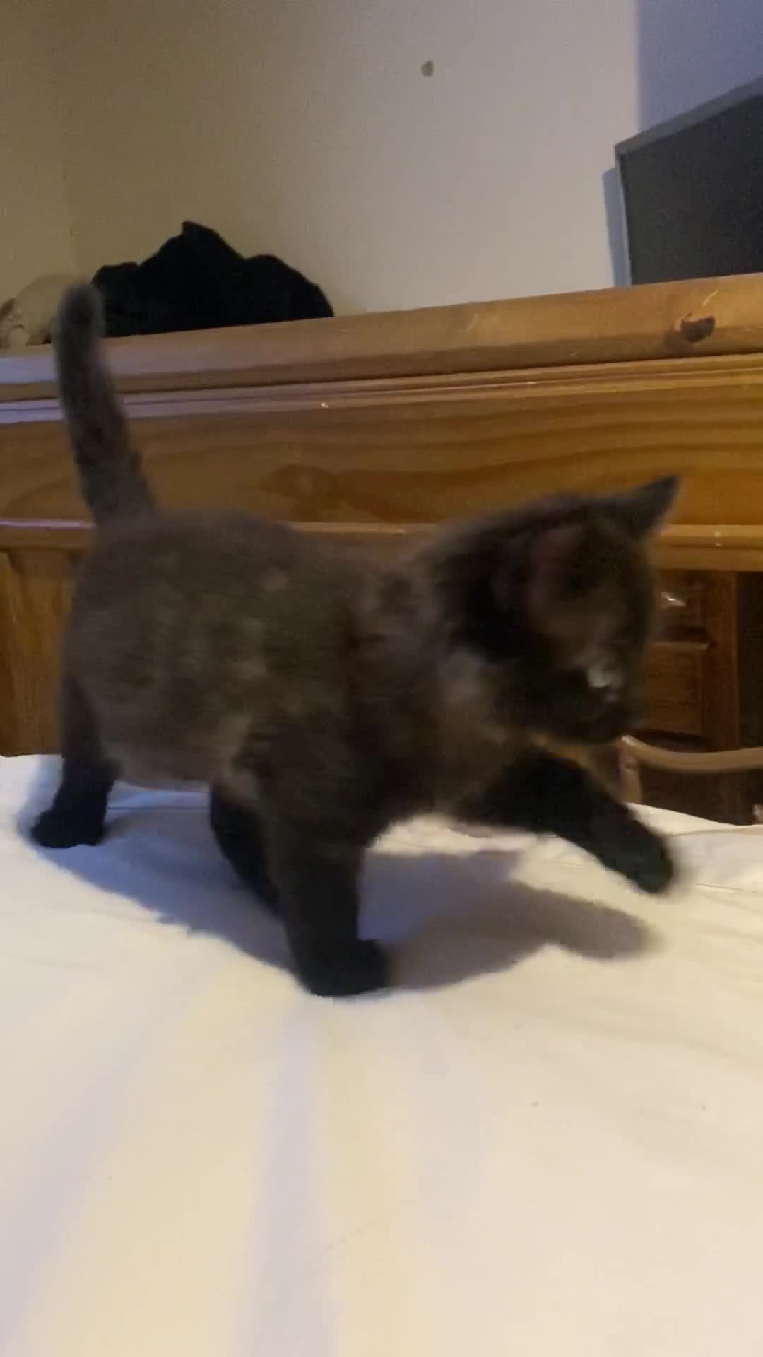Mixed Breed cats for sale: Gorgeous female black smoke kitten 10 weeks old - Video 1