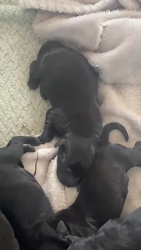 Labrador Retriever dogs for sale: 5 beautiful Labrador puppies - Video 1