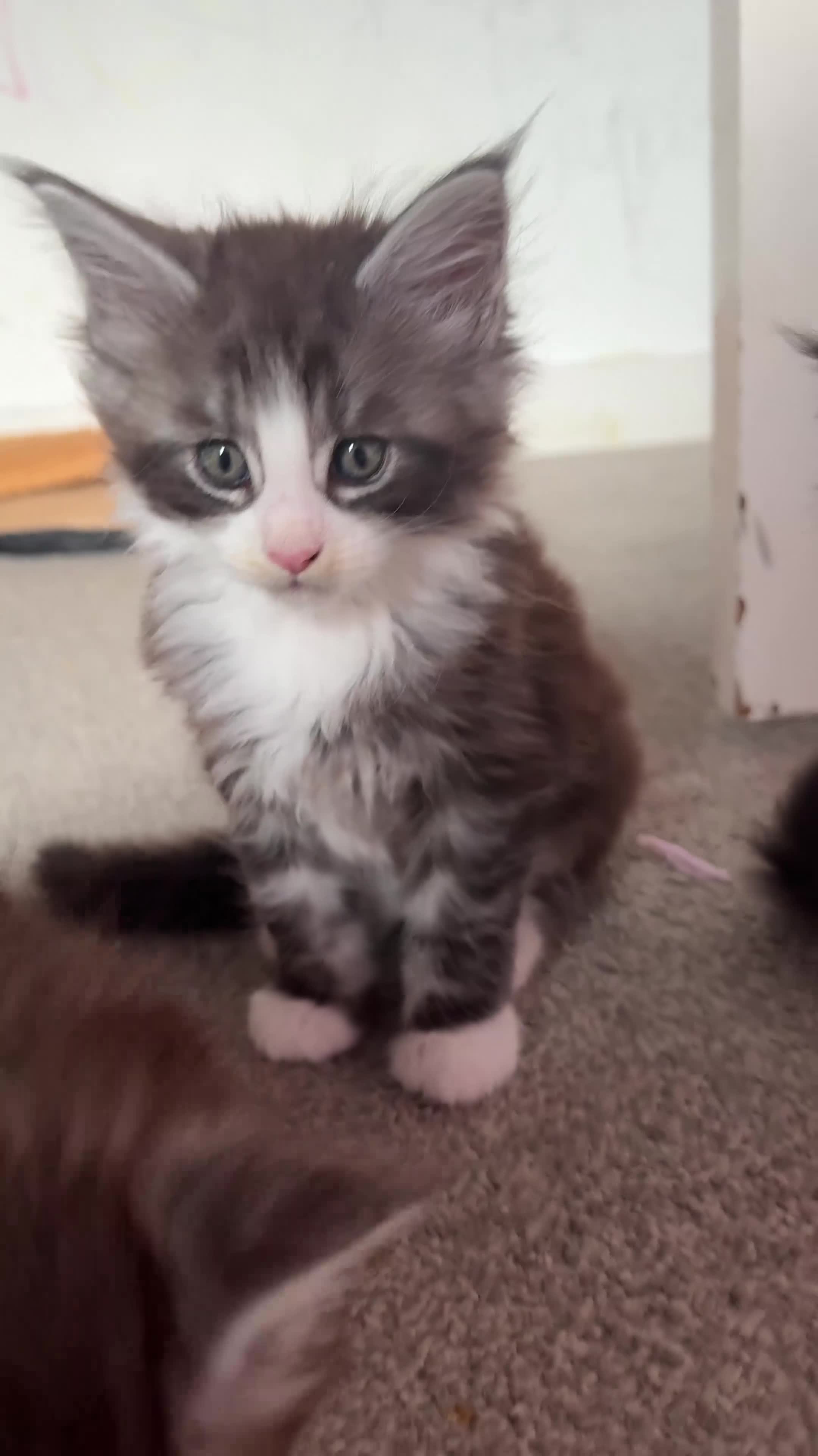 Maine Coon cats for sale: Maine Coon kittens XXL - Video 1