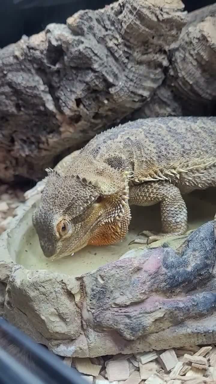 Bearded Dragon reptiles for sale: Bearded Dragon and Complete Vivarium Setup in Yarm - Video 1