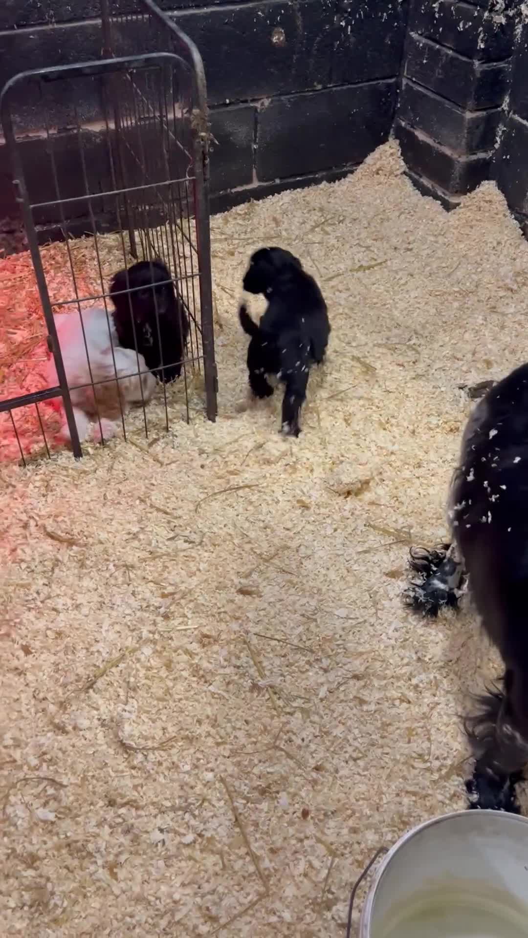 Cockapoo dogs for sale: Cockapoos  - Video 1