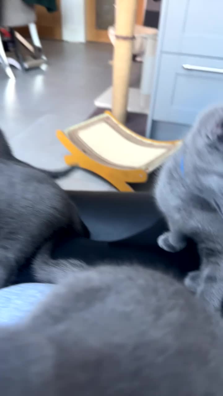 Russian Blue cats for sale: Kittens looking for a forever home  - Video 3