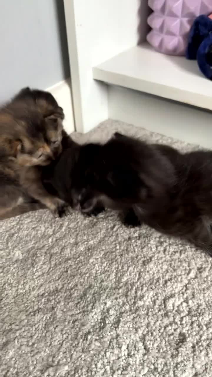 Mixed Breed cats for sale: Kittens for sale  - Video 4
