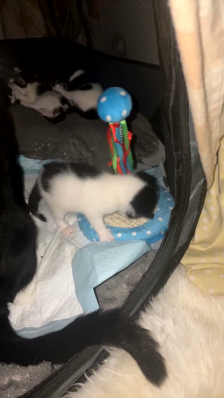Mixed Breed cats for sale: Baybie  - Video 3
