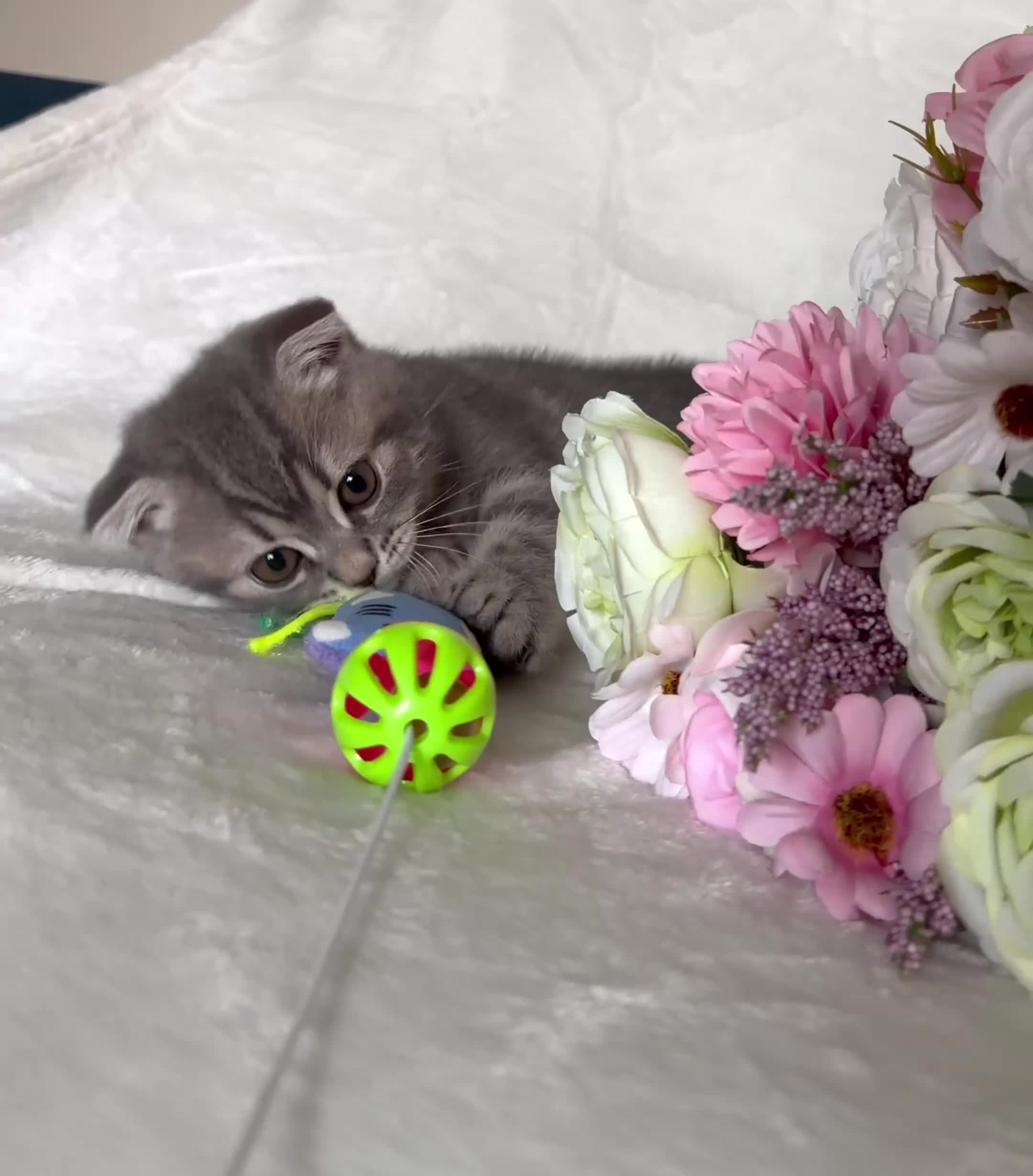 Scottish Fold cats for sale: Adorable Scottish Fold Kittens - Video 2