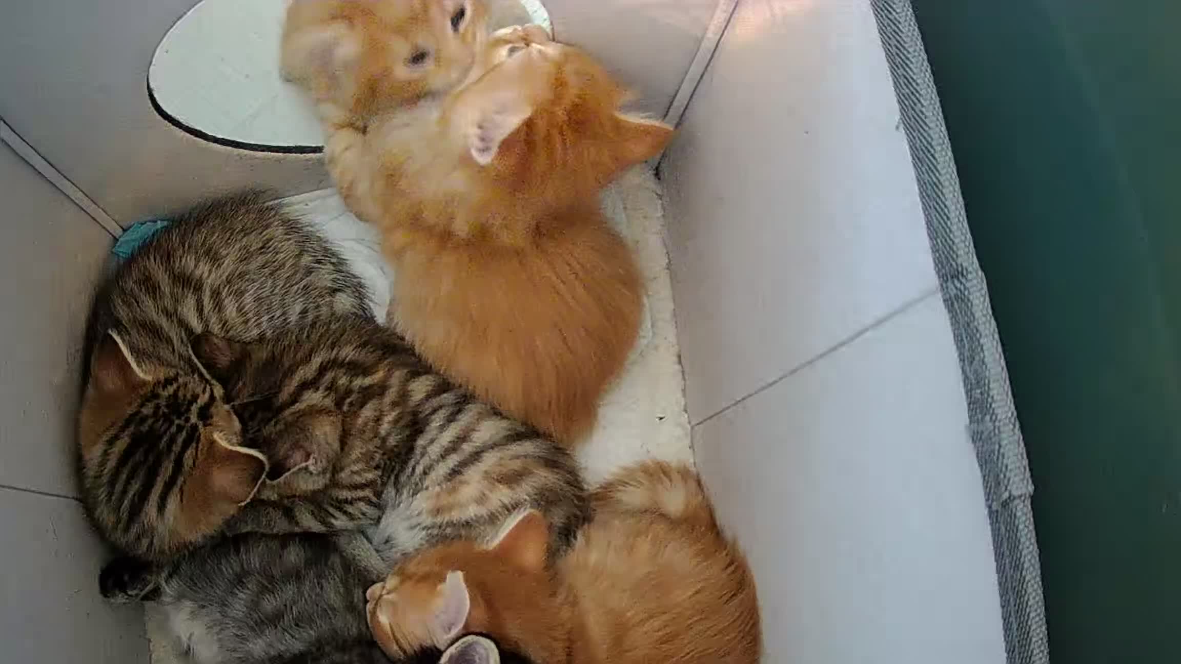 Domestic Shorthair cats for sale: 6 Adorable DSH kittens! Ginger & tabby babies ❤️  - Video 1