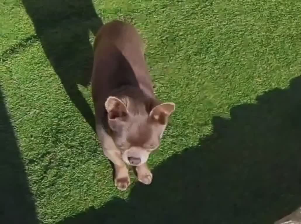 Chihuahua dogs for stud: KC reg-Health tested-PROVEN  - Video 1