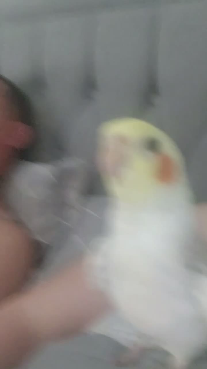 Cockatiels birds for sale: Male Cockatiel - Video 1
