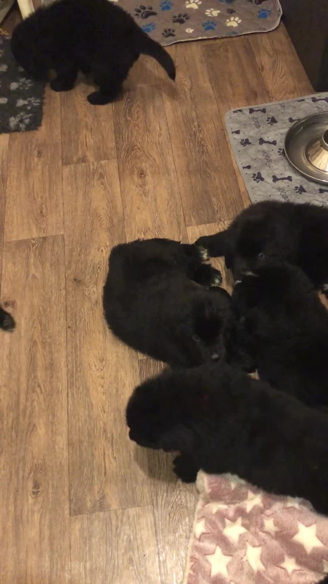 Newfoundland dogs for sale: Balticbears - Video 4