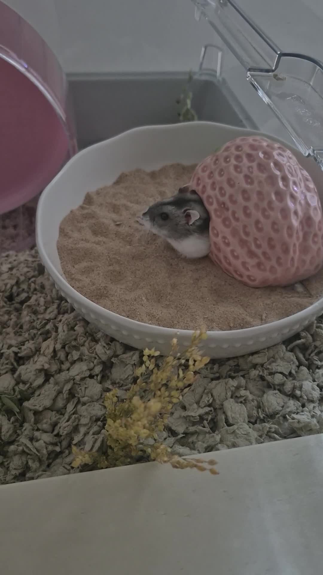 Hamster rodents for sale: Female Dwarf hamster  in Liverpool - Video 3