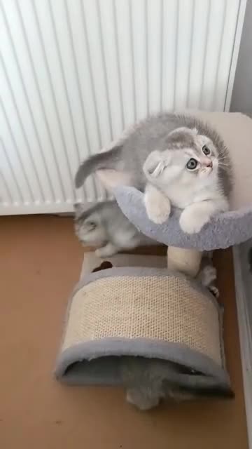 British Shorthair cats for sale: Chunky kittens for sale  - Video 1