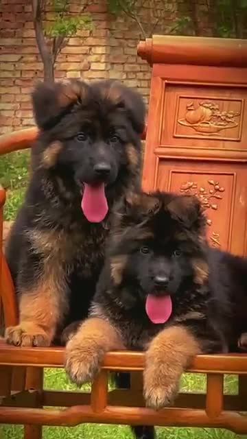 German Shepherd dogs for sale: Outstanding German Shepherd Puppies Available 🐾🖤 - Video 1
