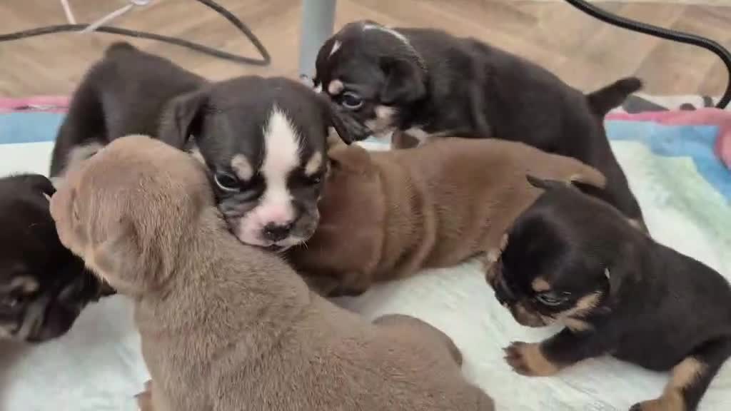 English Bulldog dogs for sale: English bulldogs! SERIOUS DNA  - Video 1