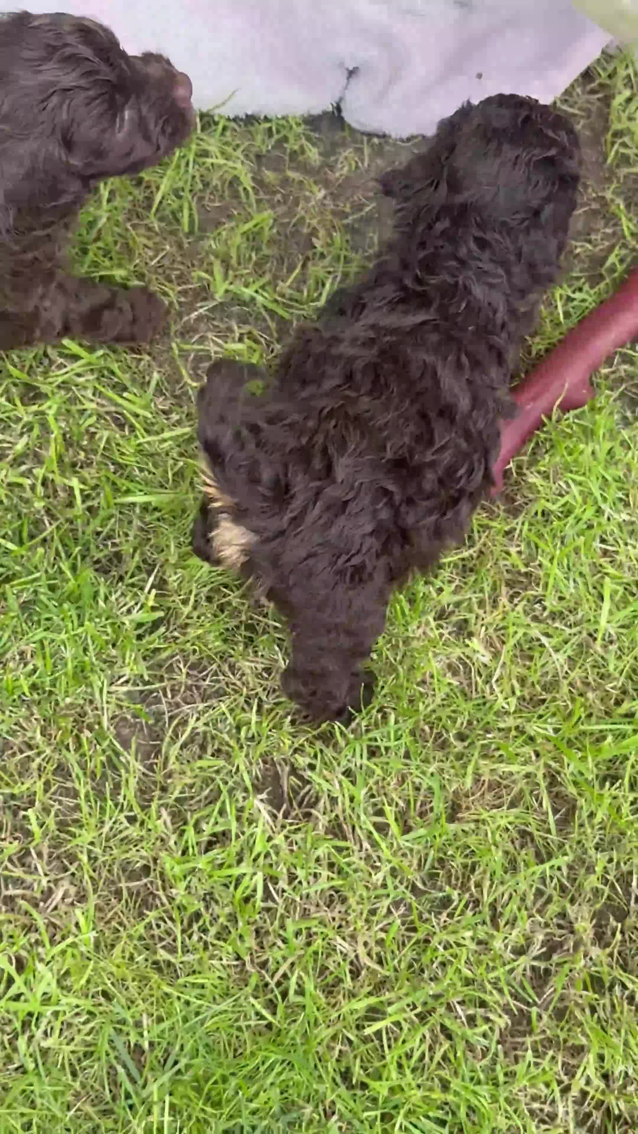 Mixed Breed dogs for sale: Chocolate merl Cockerpoo puppies - Video 1