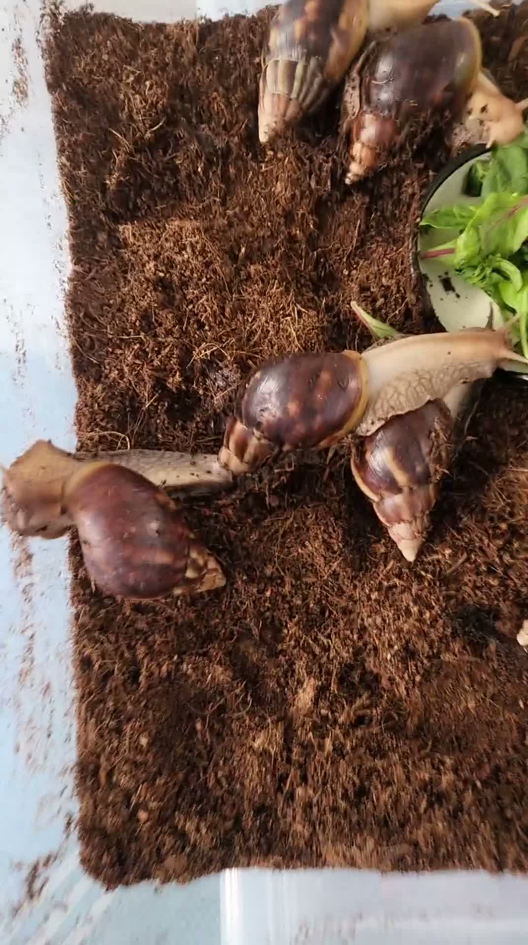 Snails invertebrates for sale: 🐌 10 Beautiful Giant African Land Snails 🐌 in Plymouth - Video 1