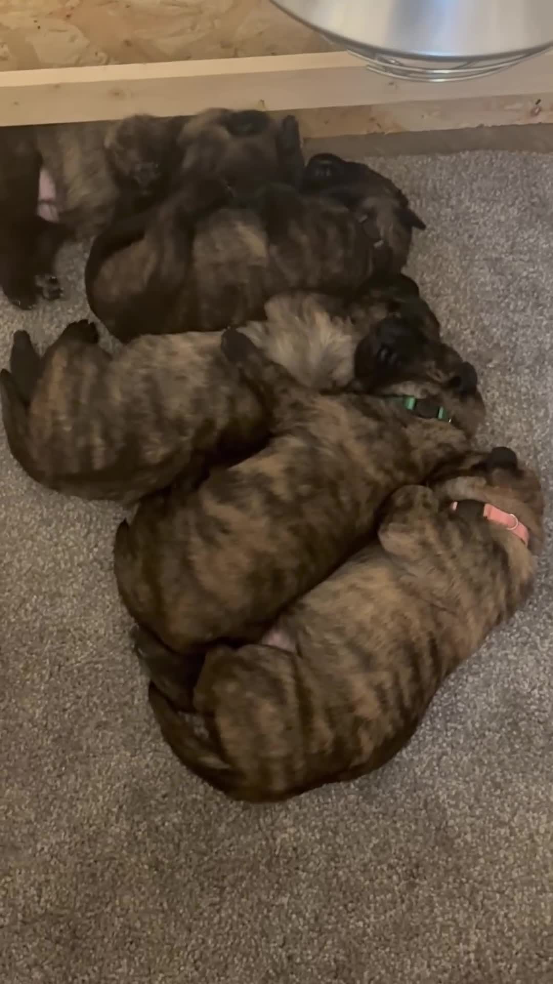 Belgian Shepherd Dog dogs for sale: Dutch shepherd puppies  - Video 3